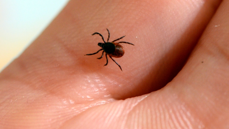 ticks.jpg